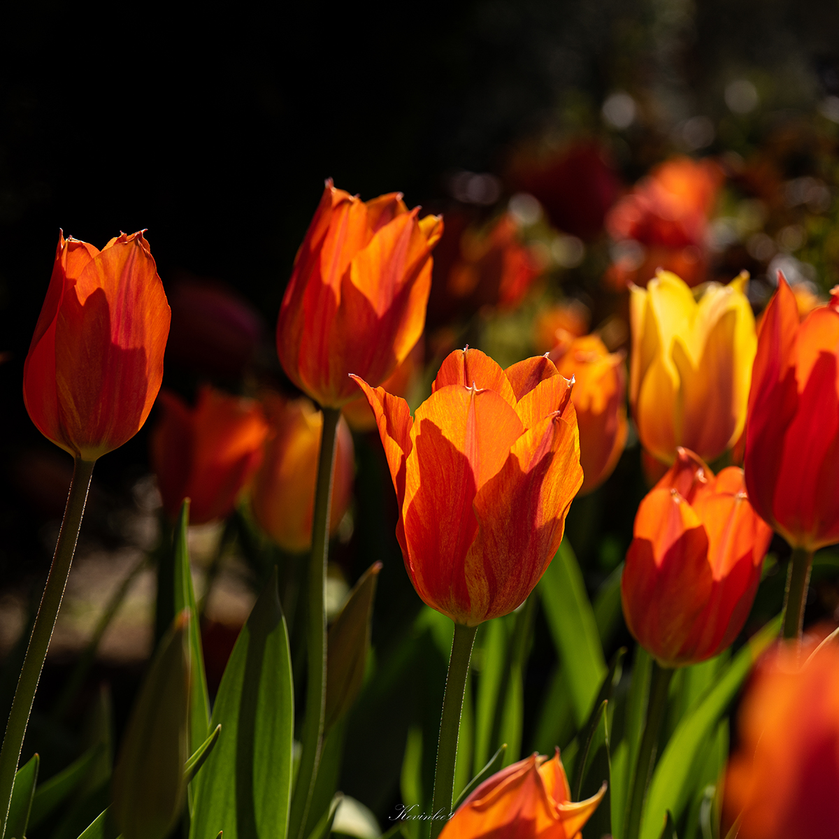 88 DSC04760 12x12P.jpg