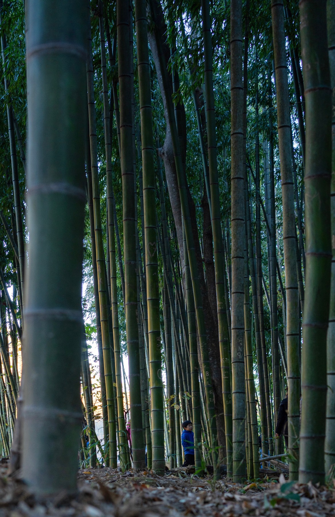 231104_MJbamboo_0007.jpg