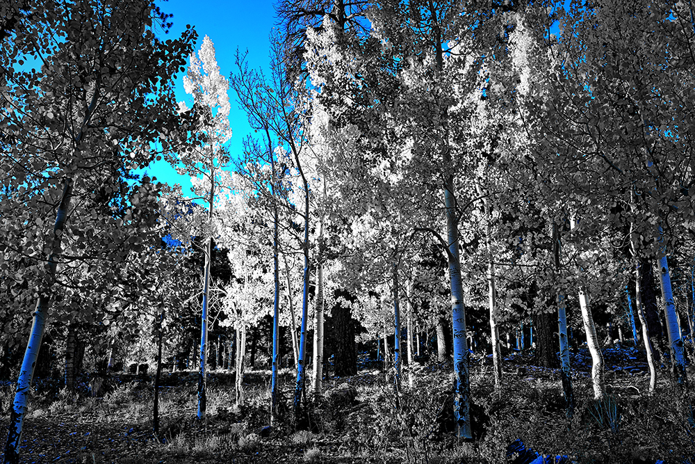 DSC_2265up3 easy Blue PS Dkr 1000px.jpg