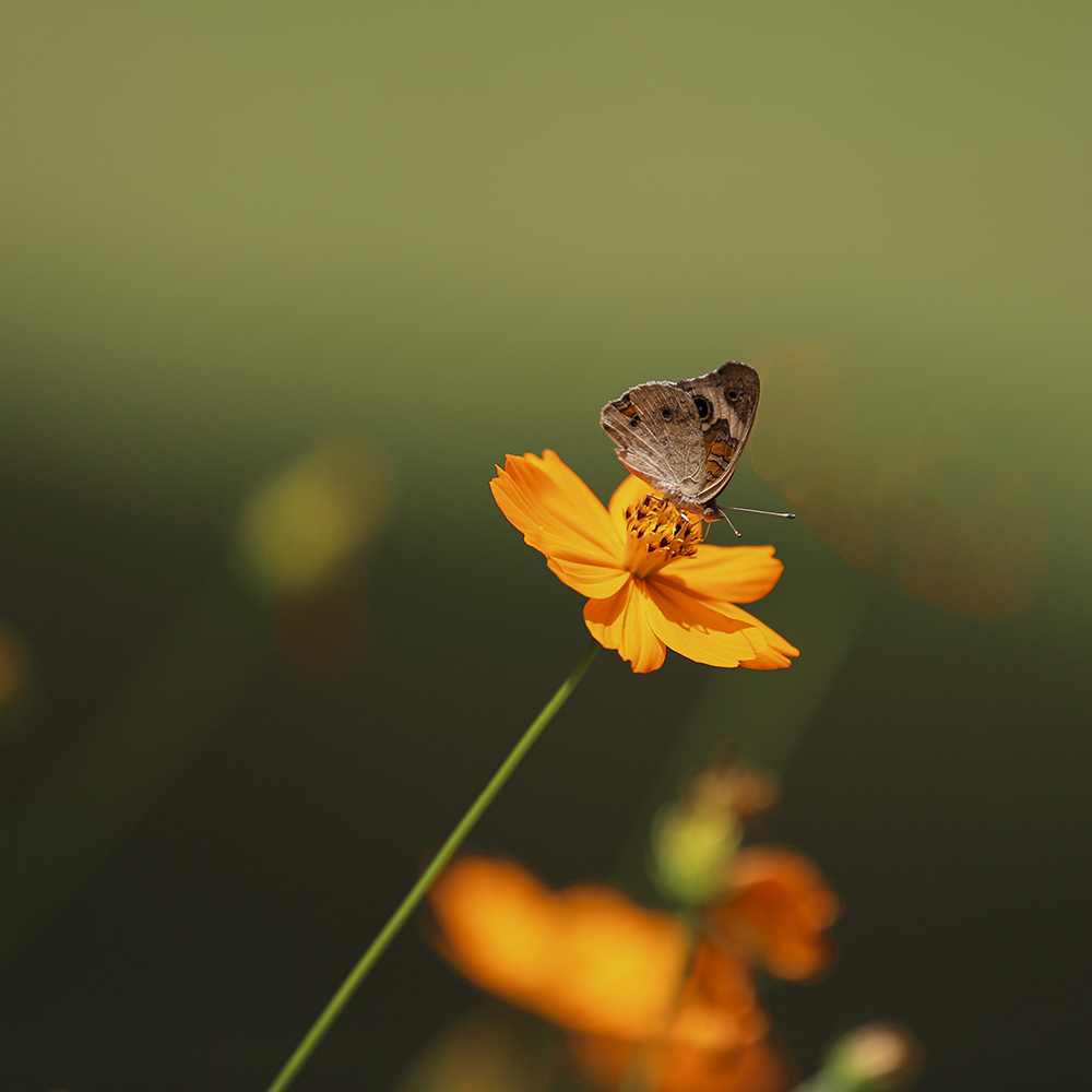 1627168188750z (1).jpg