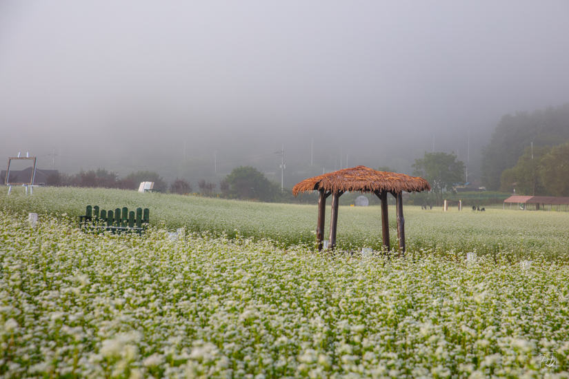 _I6A7988-향상됨-노이즈 감소-편집.jpg