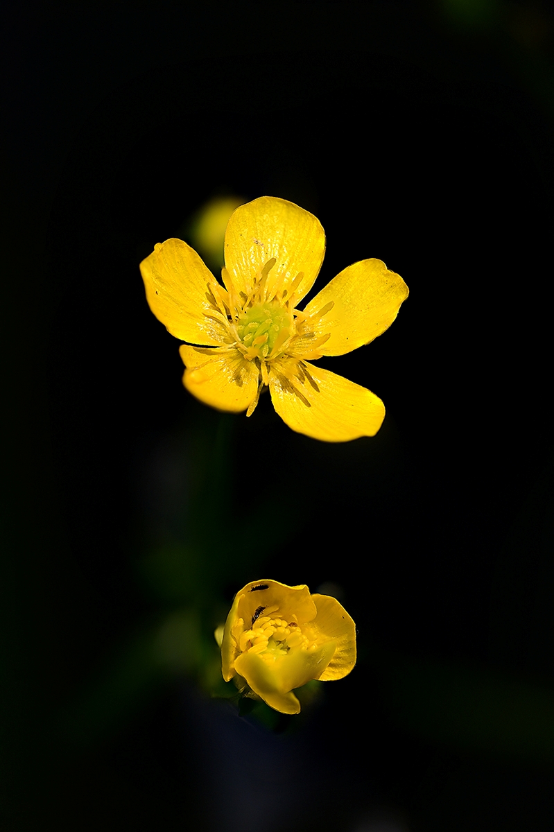 Ranunculus acris00(meadow buttercup) copy.jpg
