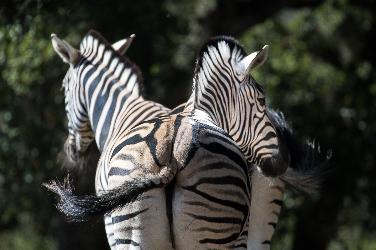 EOS 5D Mark IV_4289.jpg