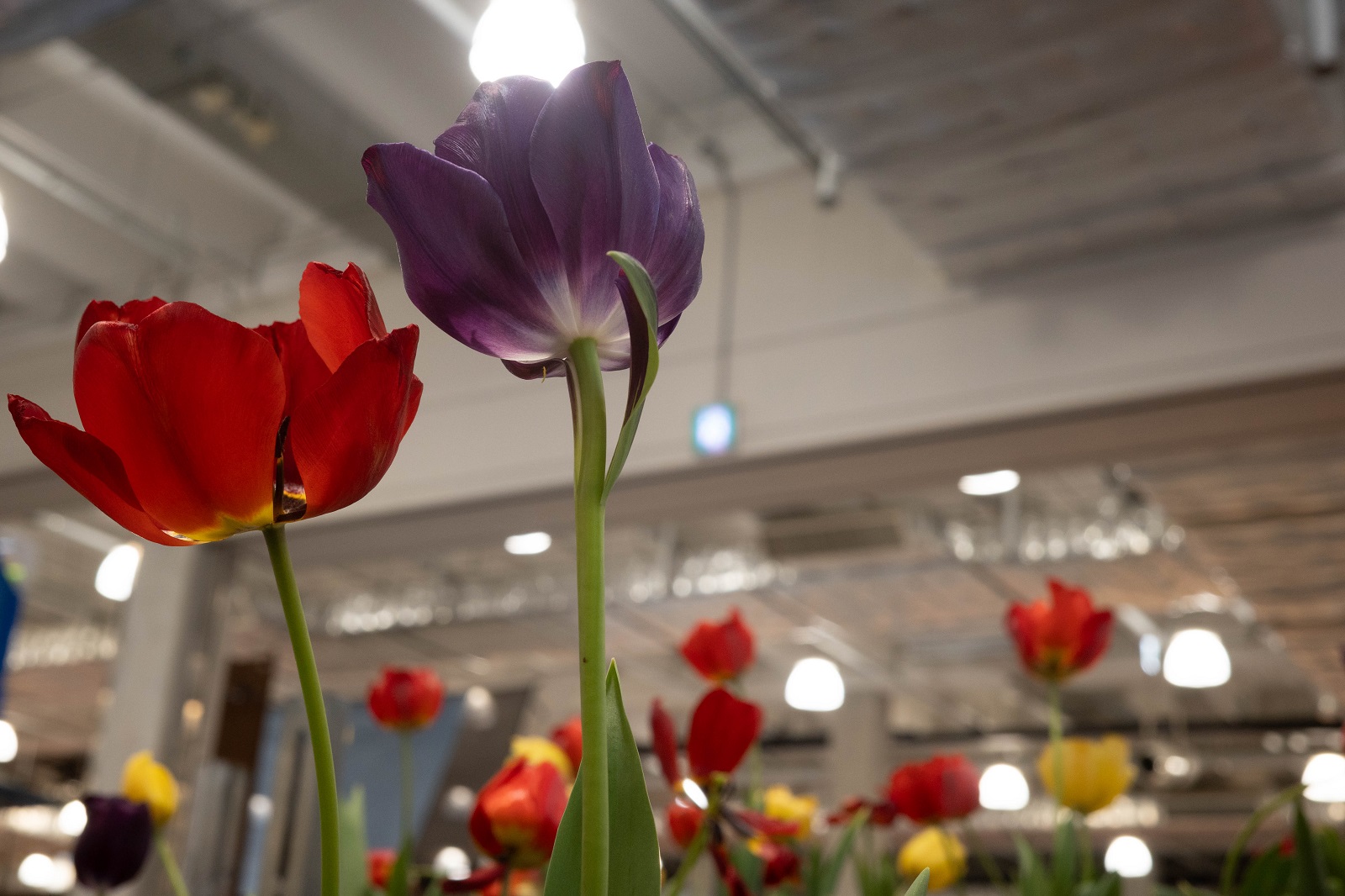 튜립.jpg