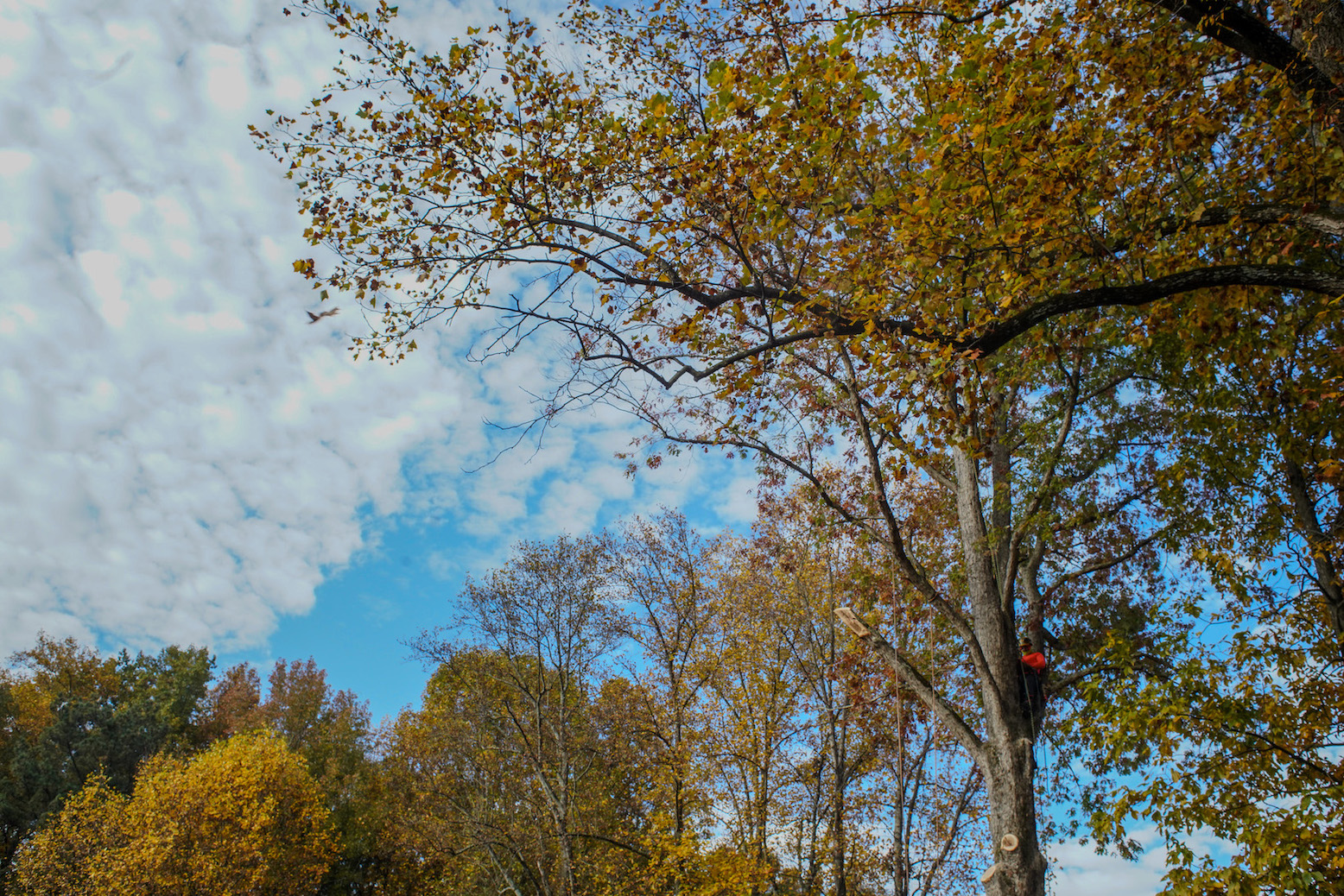 우리집 나무 자르기-목숨건 사나이-2.jpg
