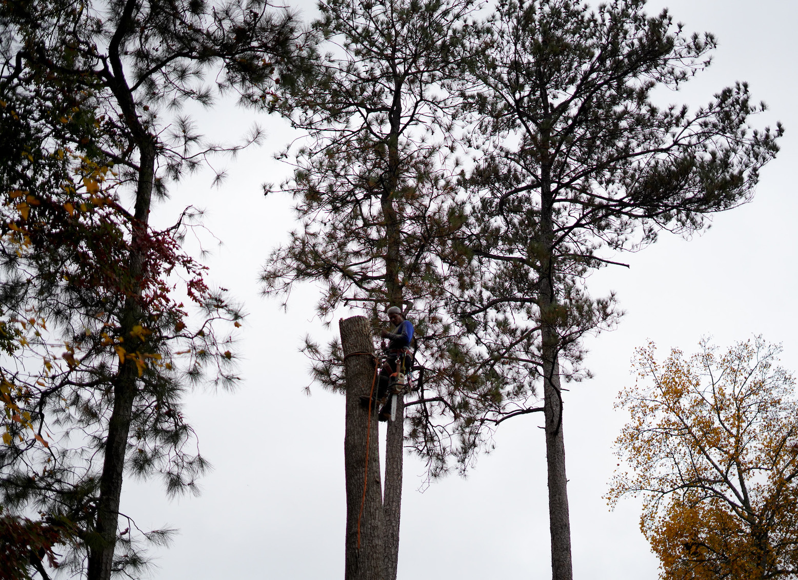 옆집 나무 자르기-목숨을건 사나이.jpg