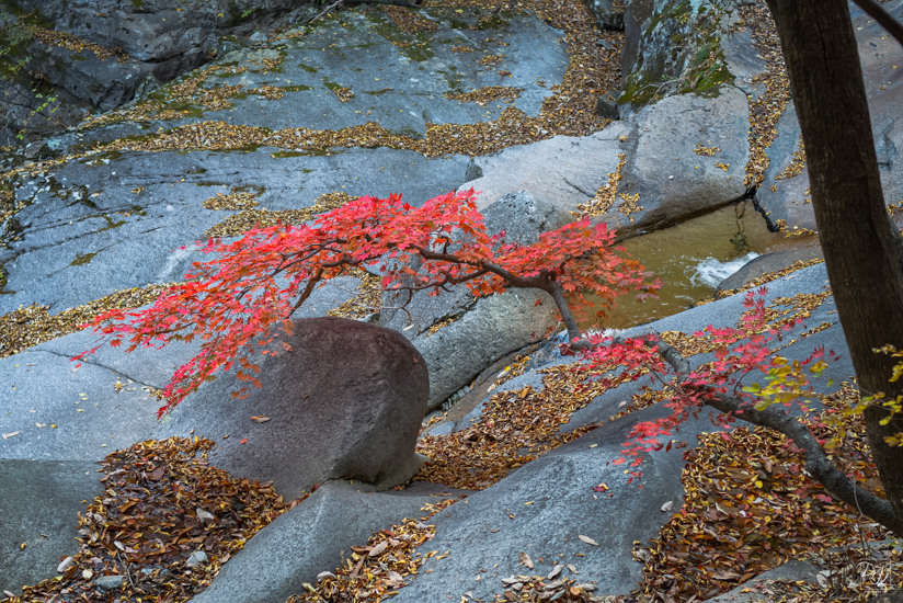 L1025200-향상됨-노이즈 감소-편집-편집.jpg