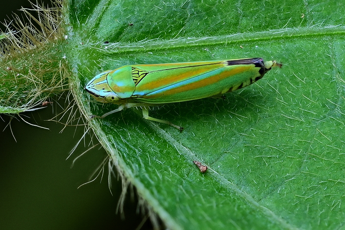 Rhododendron Leafhopper03(Graphocephala fennahi).jpg
