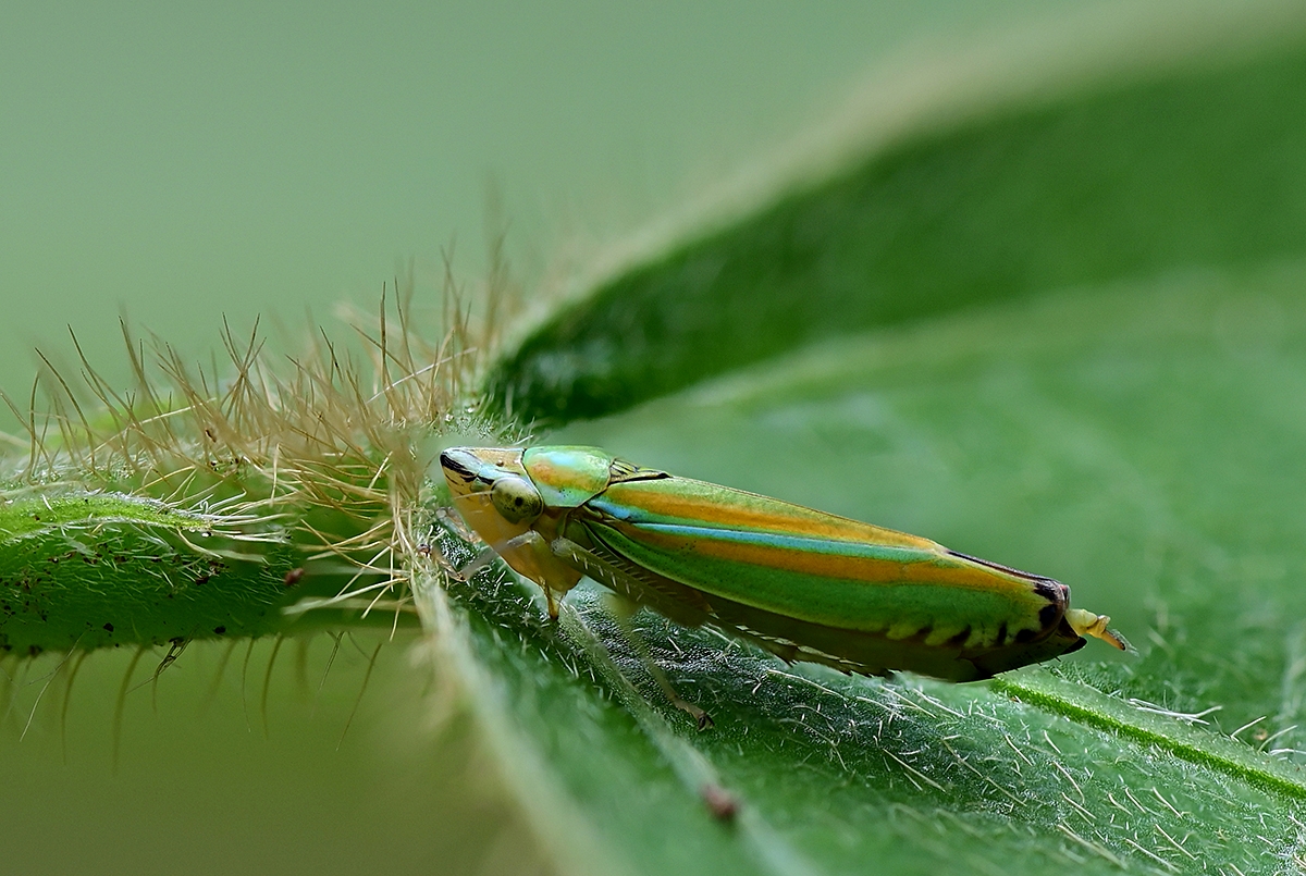 Rhododendron Leafhopper(Graphocephala fennahi)061825(1200x800).jpg