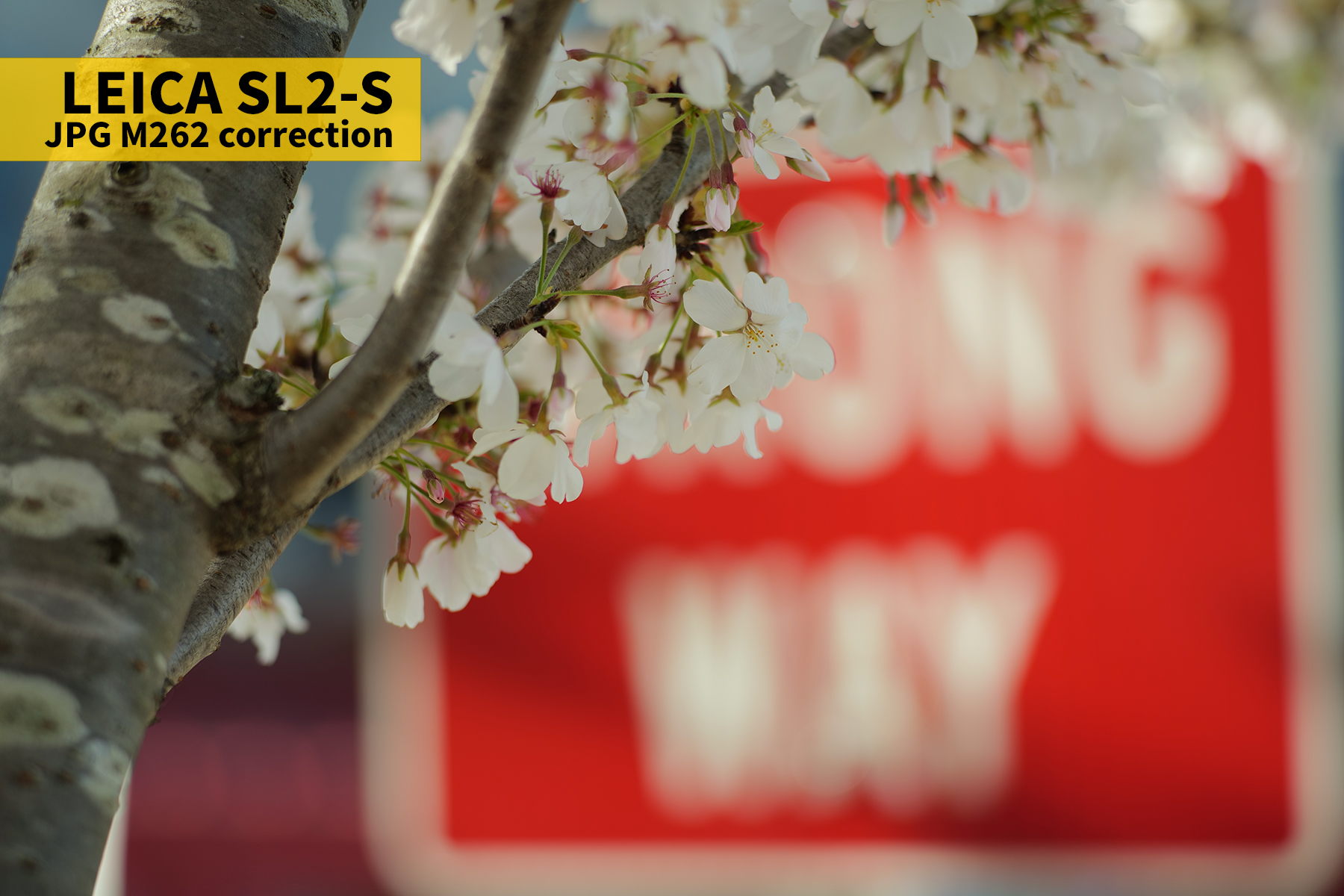 L1010035JPG COR copy.jpg