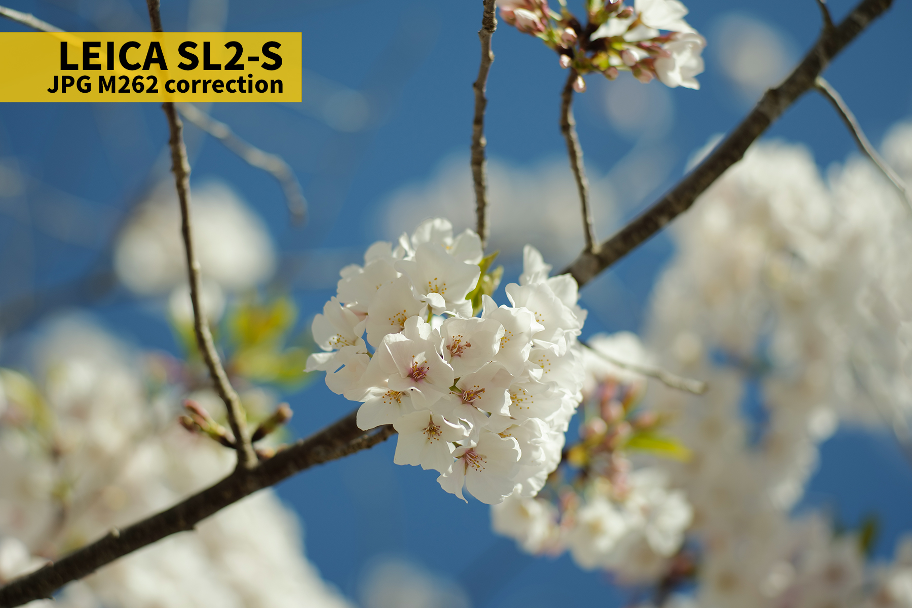 L1010030JPG COR copy.jpg