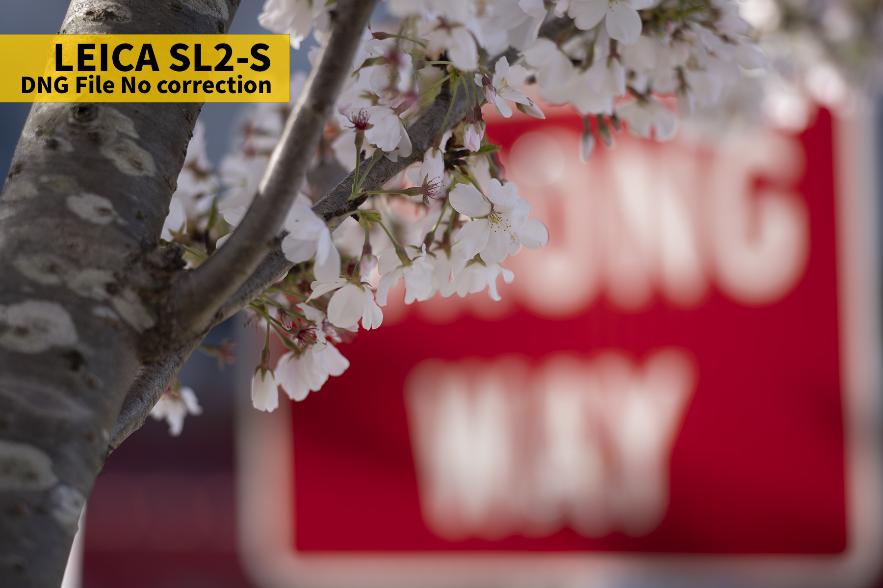 L1010035DNG COR copy.jpg