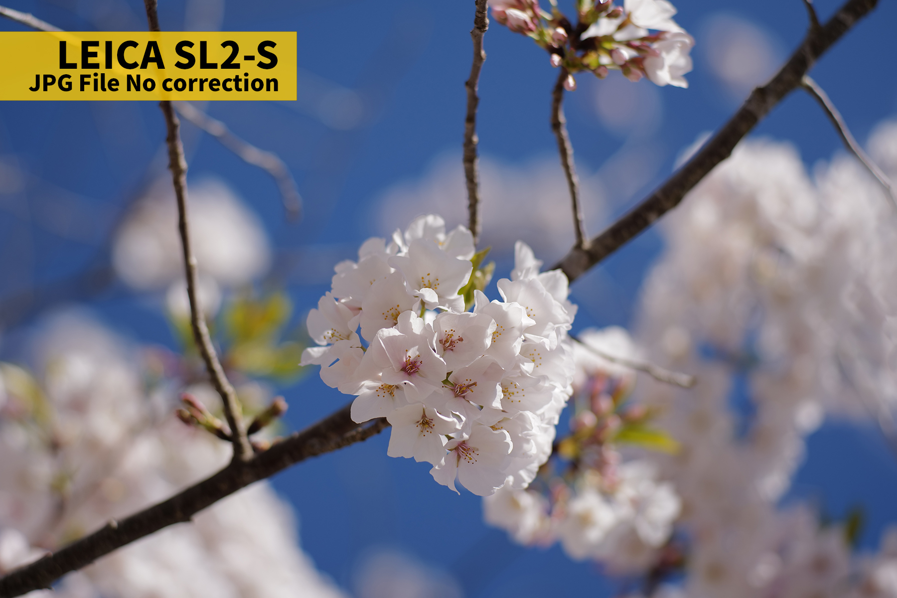 L1010030JPG copy.jpg