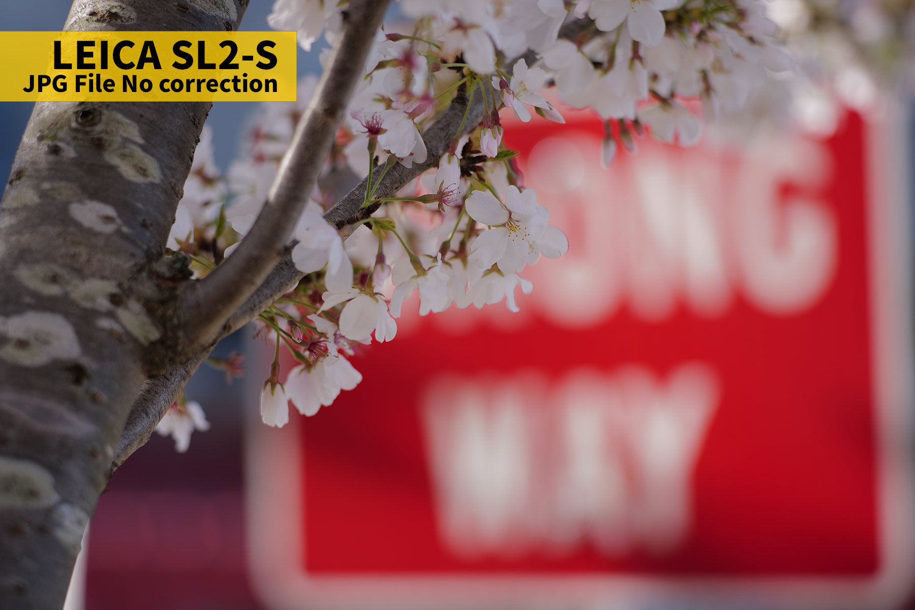 L1010035JPG copy.jpg