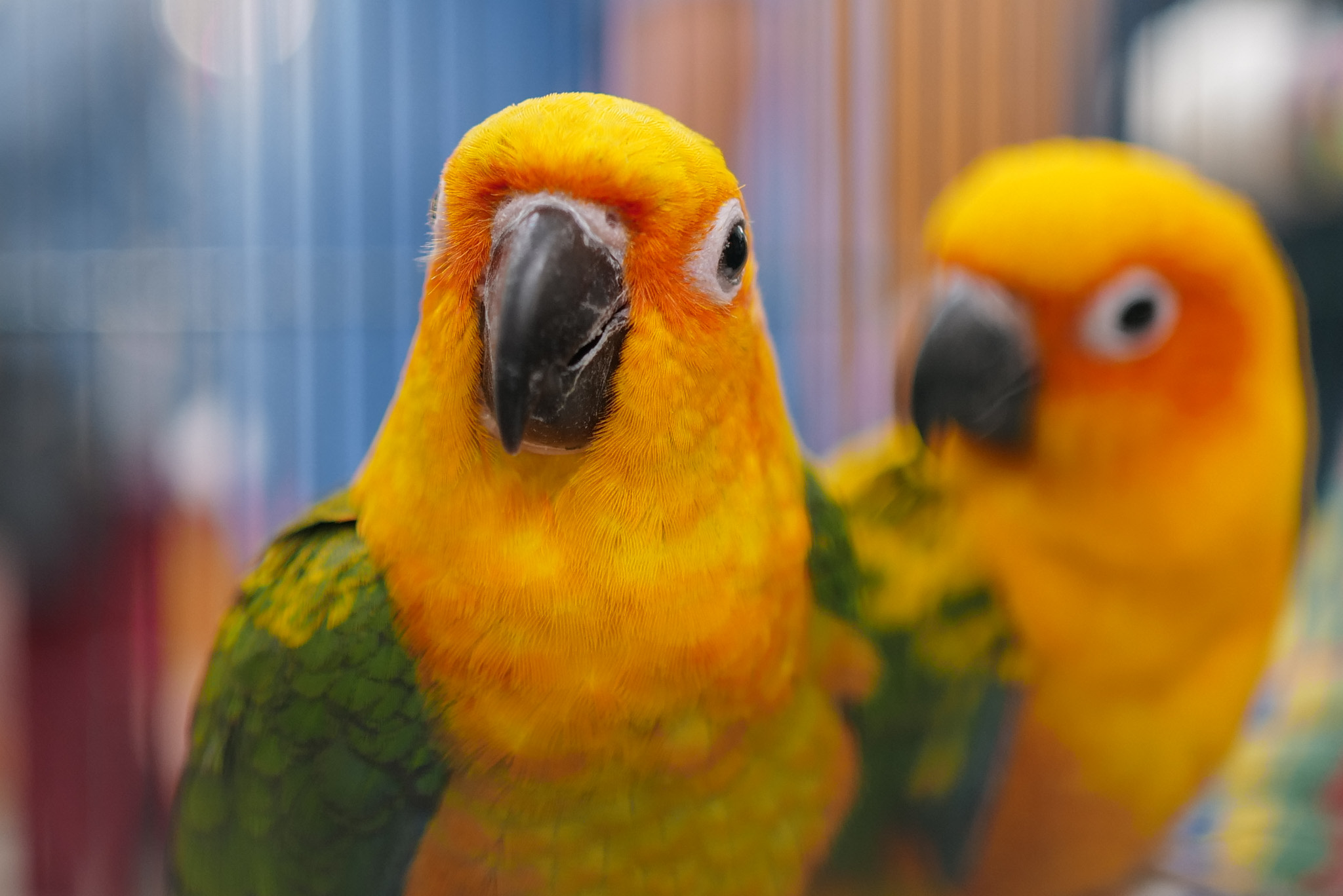 image_6483441 (1).JPG