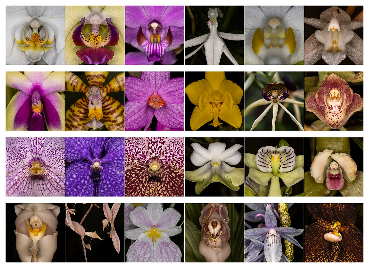 orchids.jpg