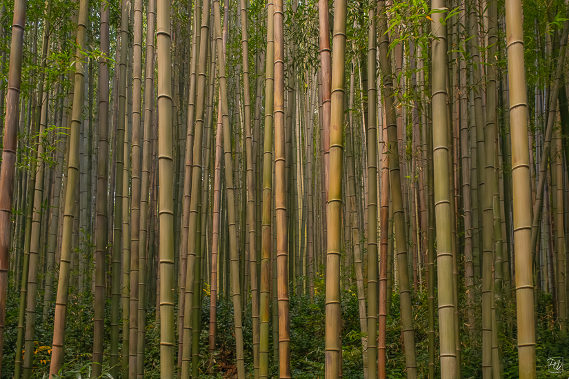 DSCF3384-향상됨-노이즈 감소-편집.jpg