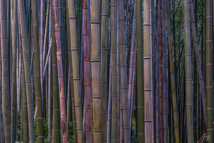 DSCF3379-향상됨-노이즈 감소-편집.jpg