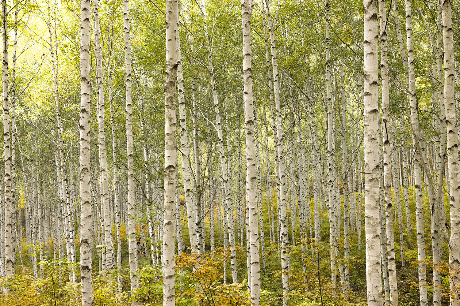injae birch.jpg