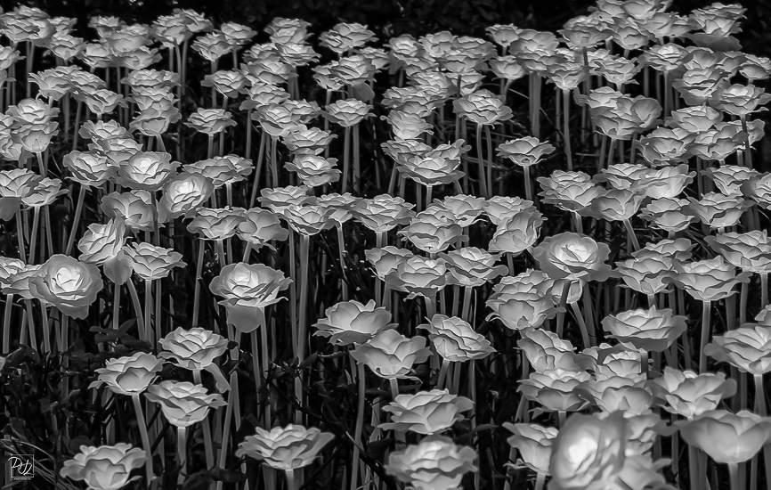 L1025775-향상됨-노이즈 감소-편집-편집.jpg