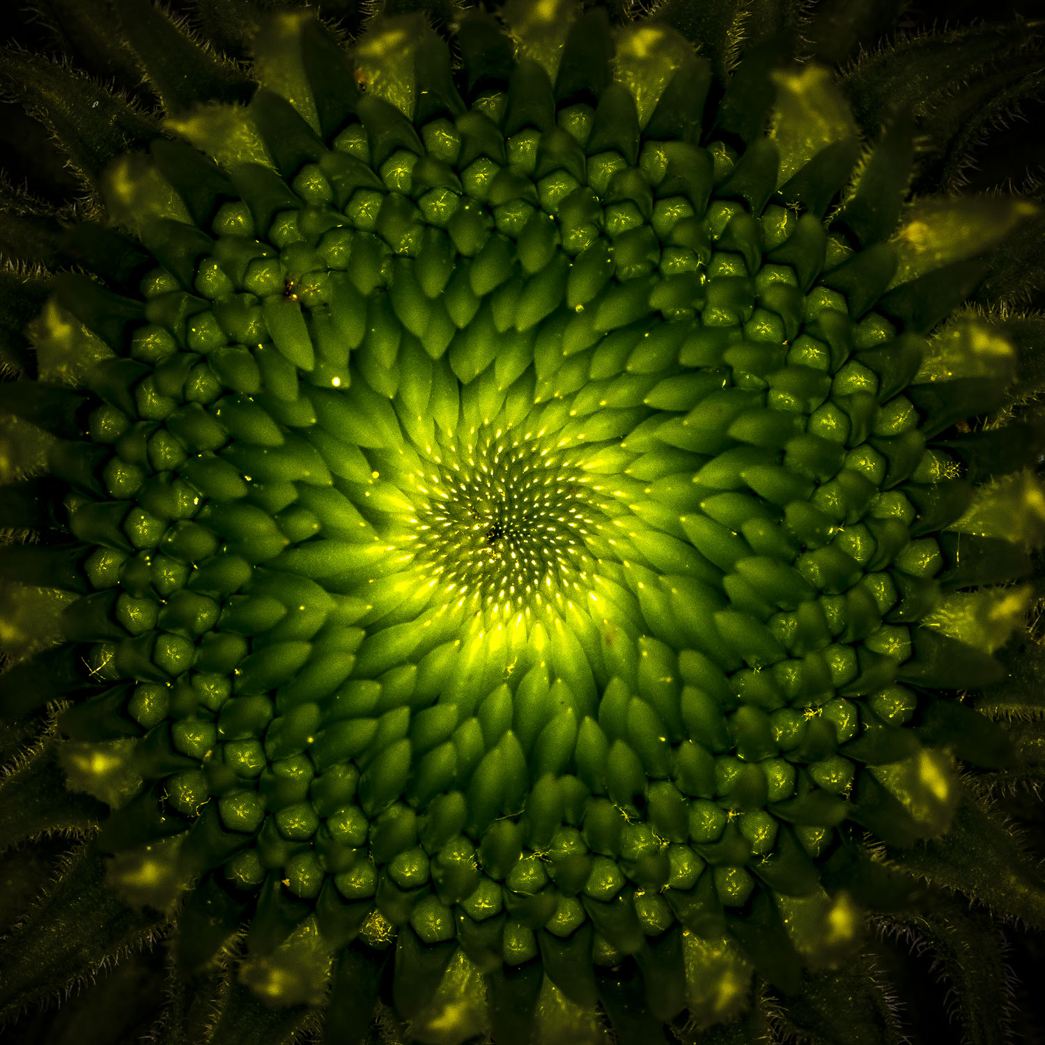 _S2A3151-Edit copy.jpg