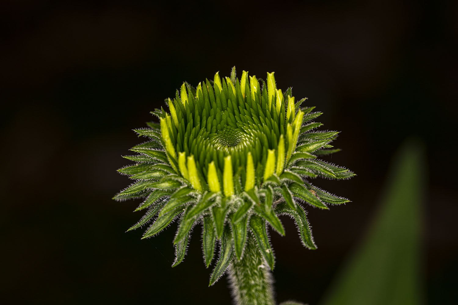 _S2A3143-Edit copy.jpg