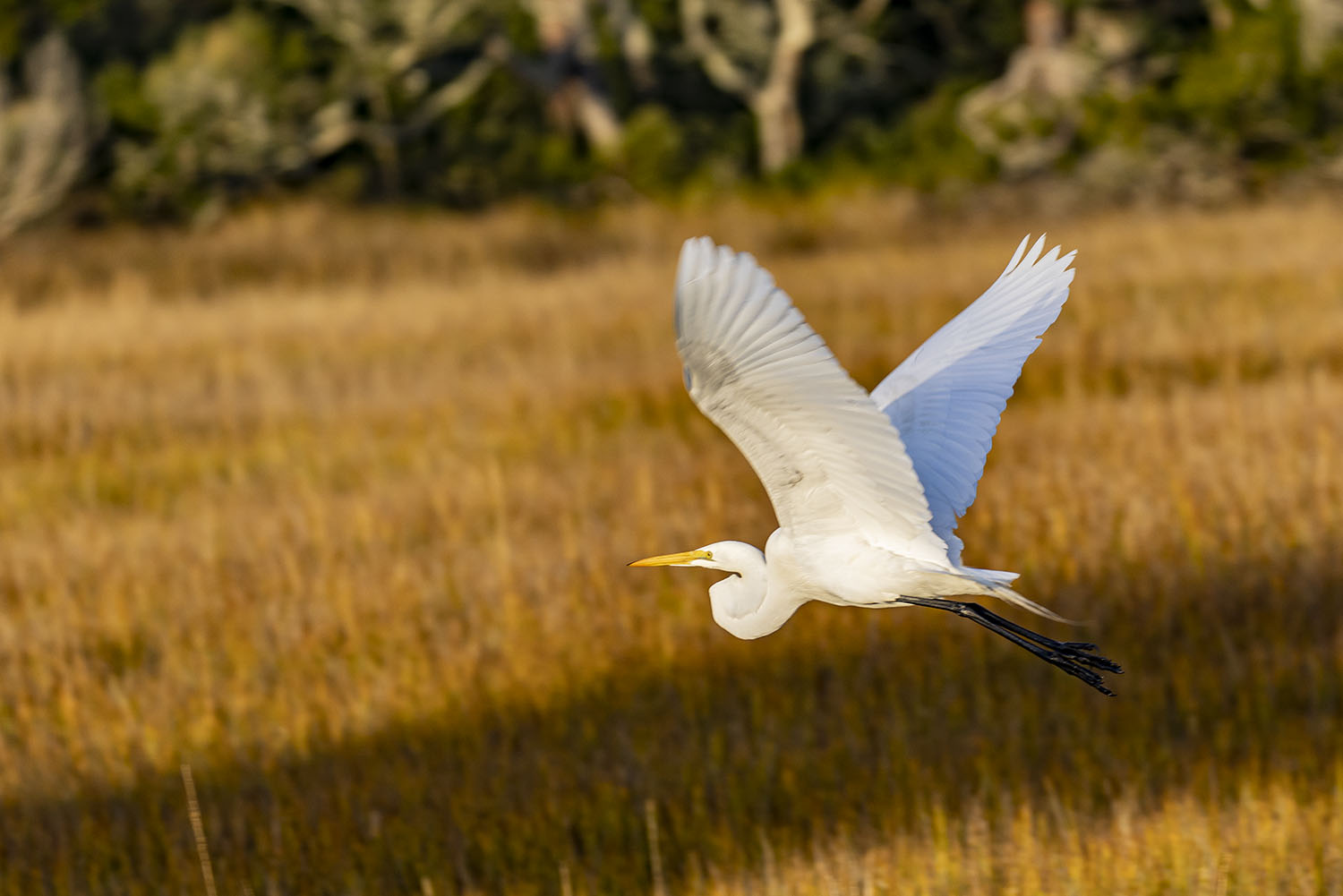 _S2A1975-Edit copy.jpg