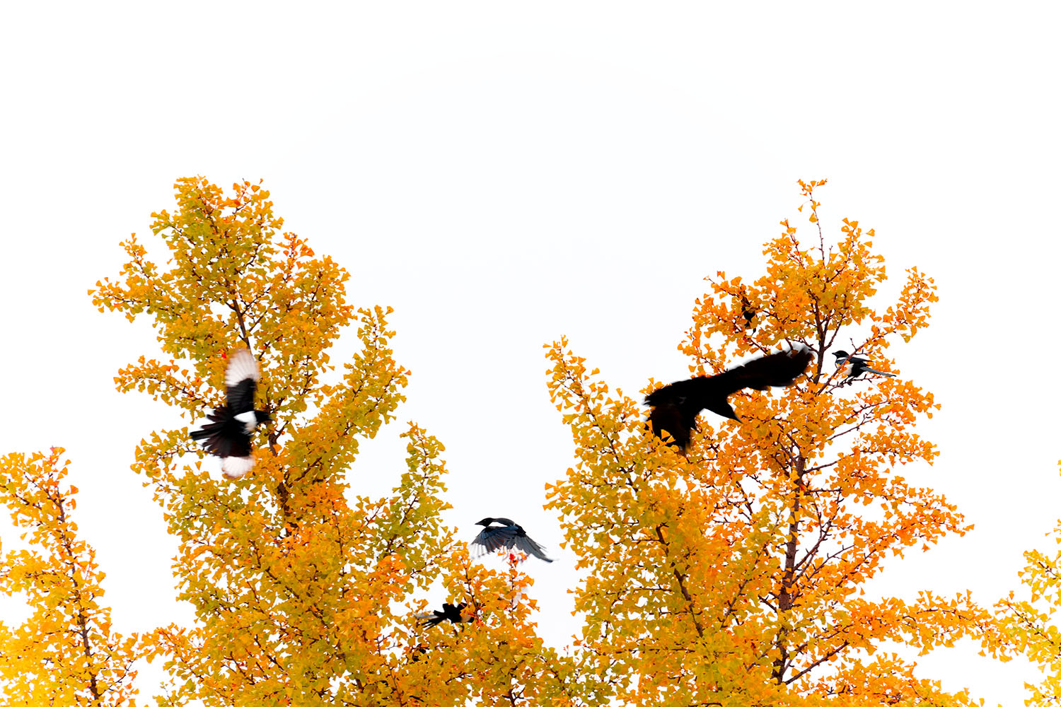 _NZ74176-Edit copy.jpg