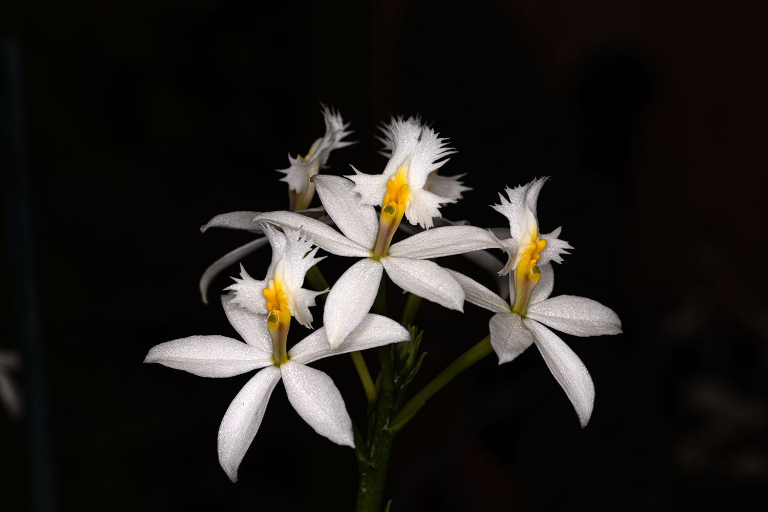 epidendrum Orchid.jpg