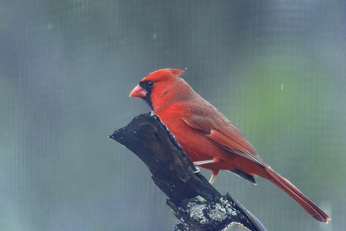 _LEE9553 (1) copy.jpg