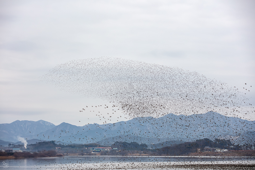 _I6A8518-향상됨-노이즈 감소-편집.jpg