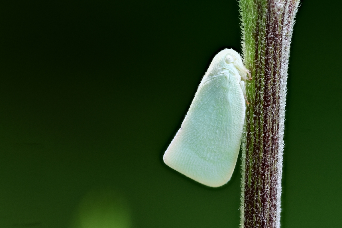 Flatormenis proxima(Northern Flatid Planthopper06232025).jpg