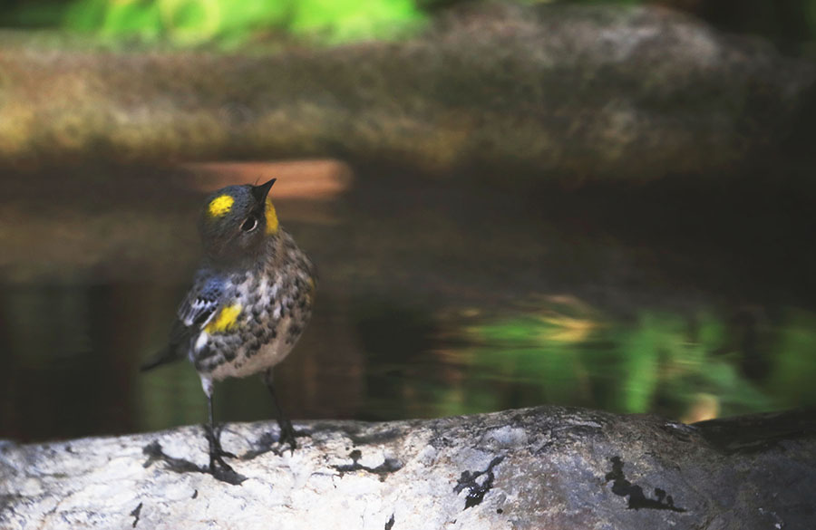 asAC97A9661 yellow-rumped warbler.jpg