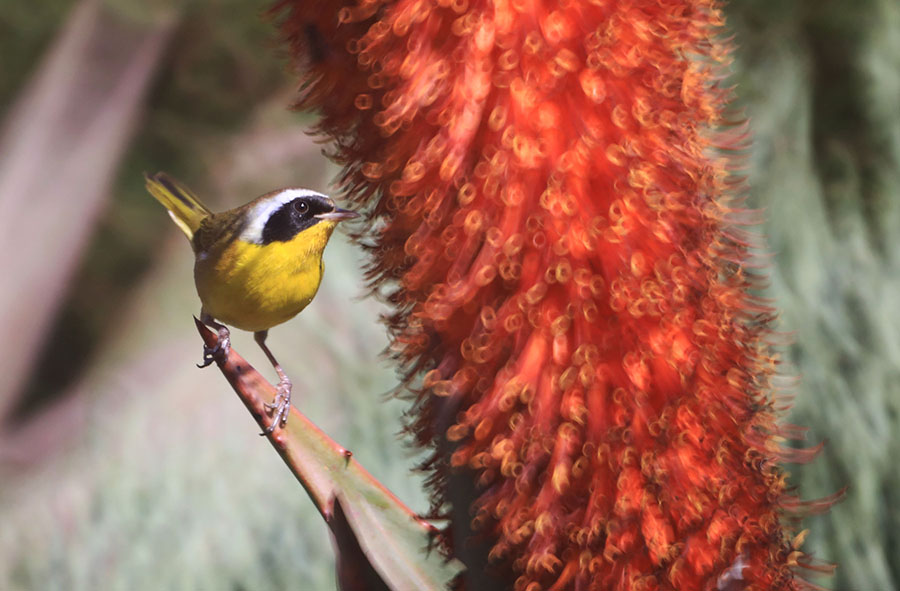 asAC97A9795 Red Hot Poker with Male Common Yellowthroat.jpg