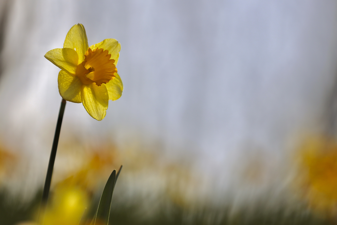 daffodil01.jpg