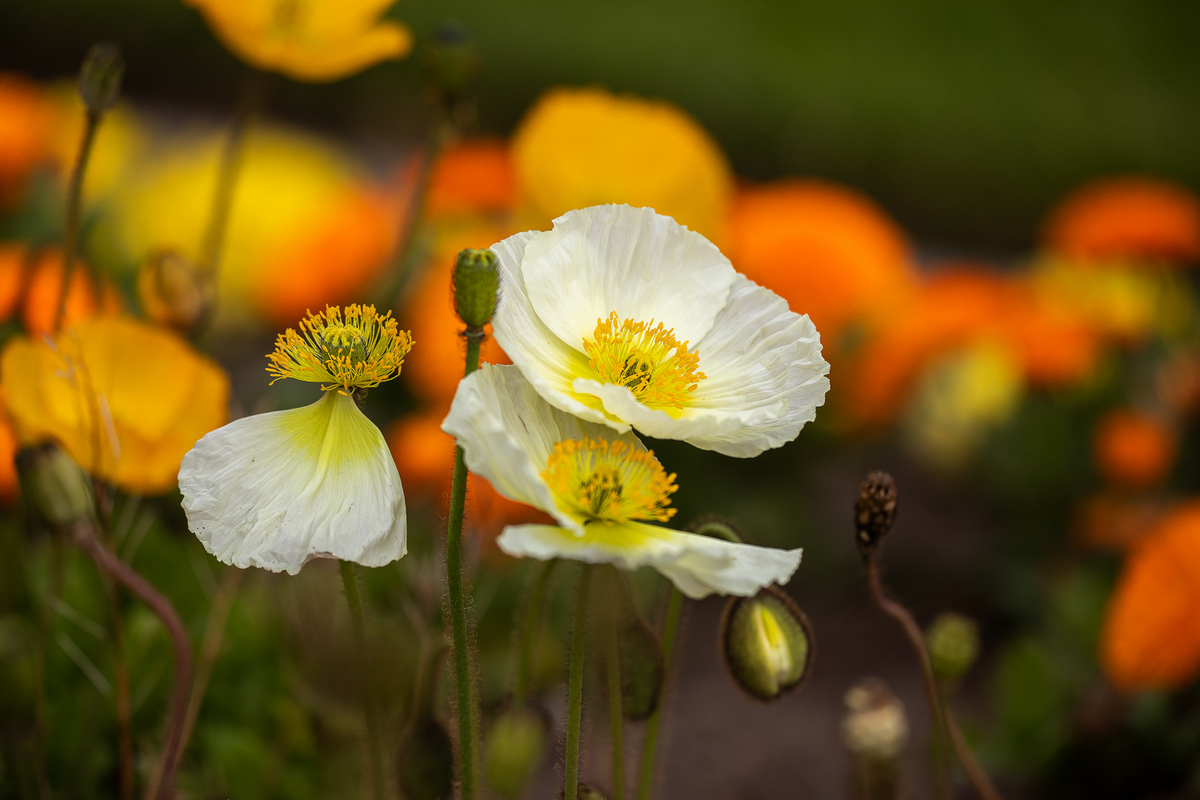 EOS 5D Mark IV_3062-편집.jpg