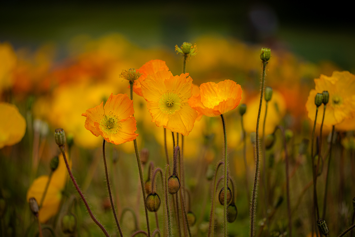 EOS 5D Mark IV_3070-편집.jpg