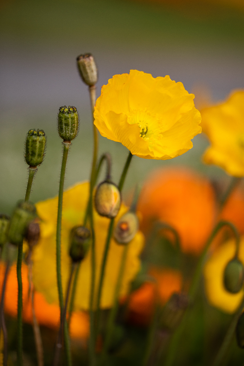 EOS 5D Mark IV_3124.jpg