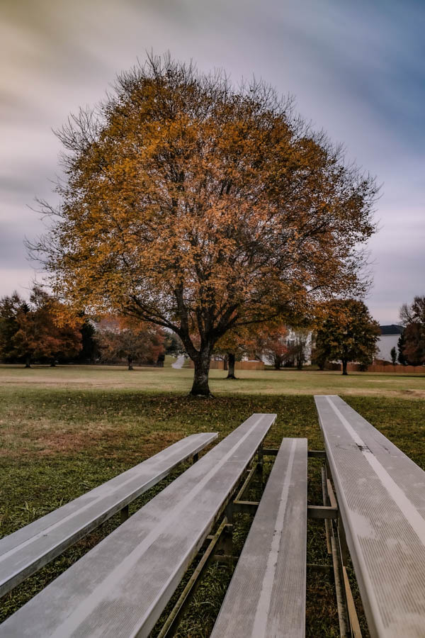 monocrom - tree by bench.JPG