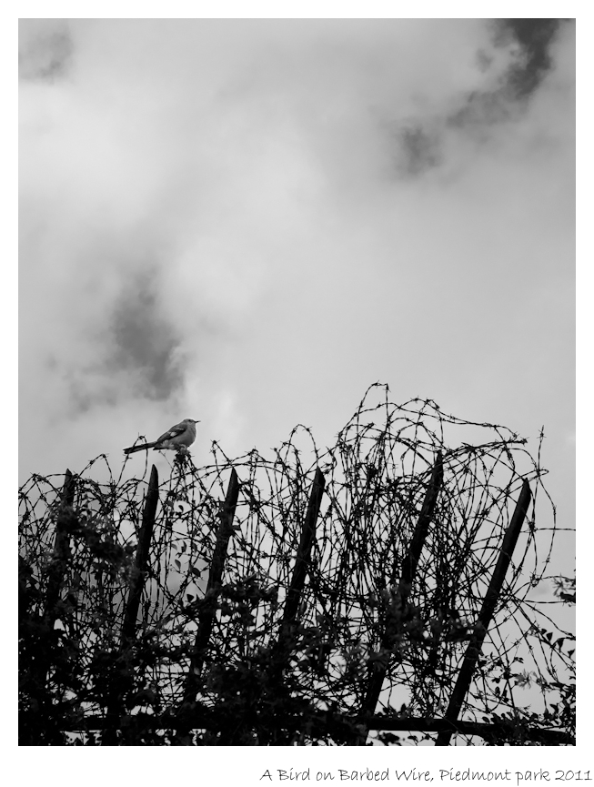 Abirdonbarbed wire11.jpg