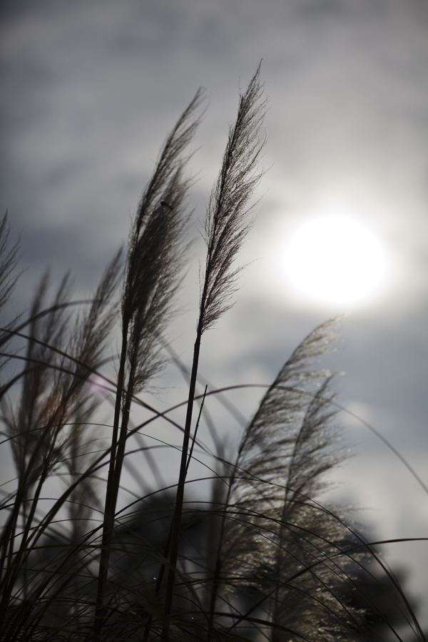 2013_04_18_0000429.jpg : 바람 그리고 갈대