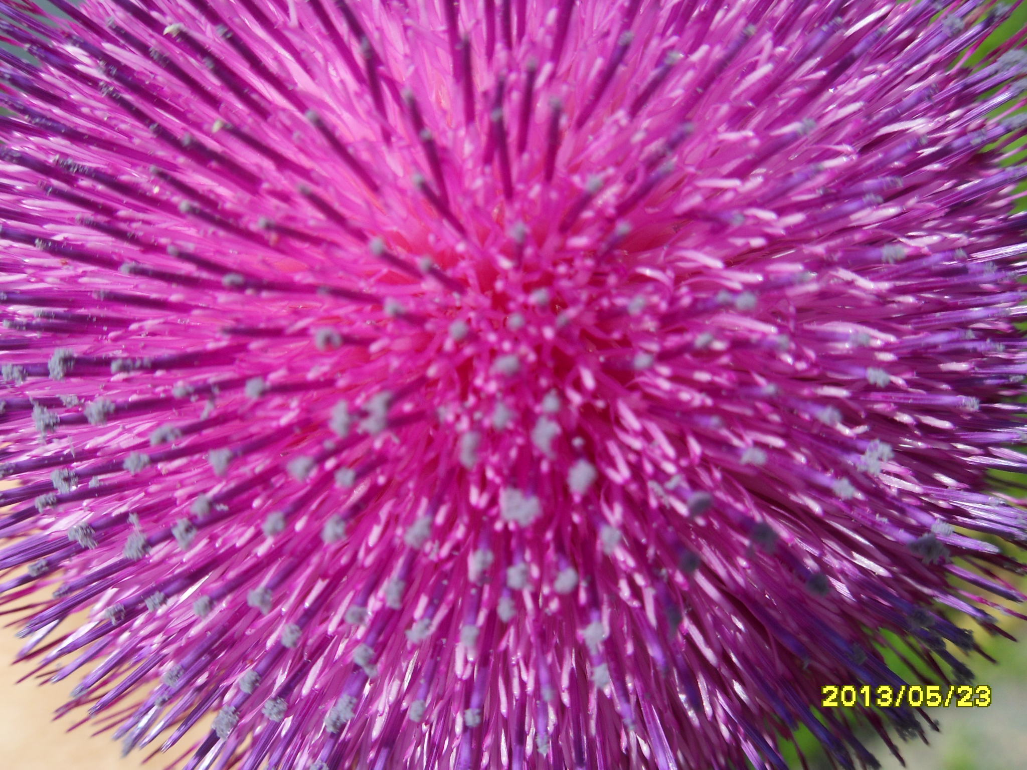 SDC16958.JPG : 씀바귀 꽃