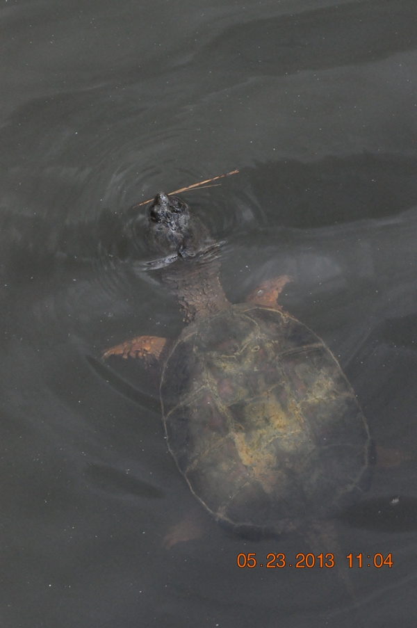 jarabig2.JPG : 잘 자란 자라