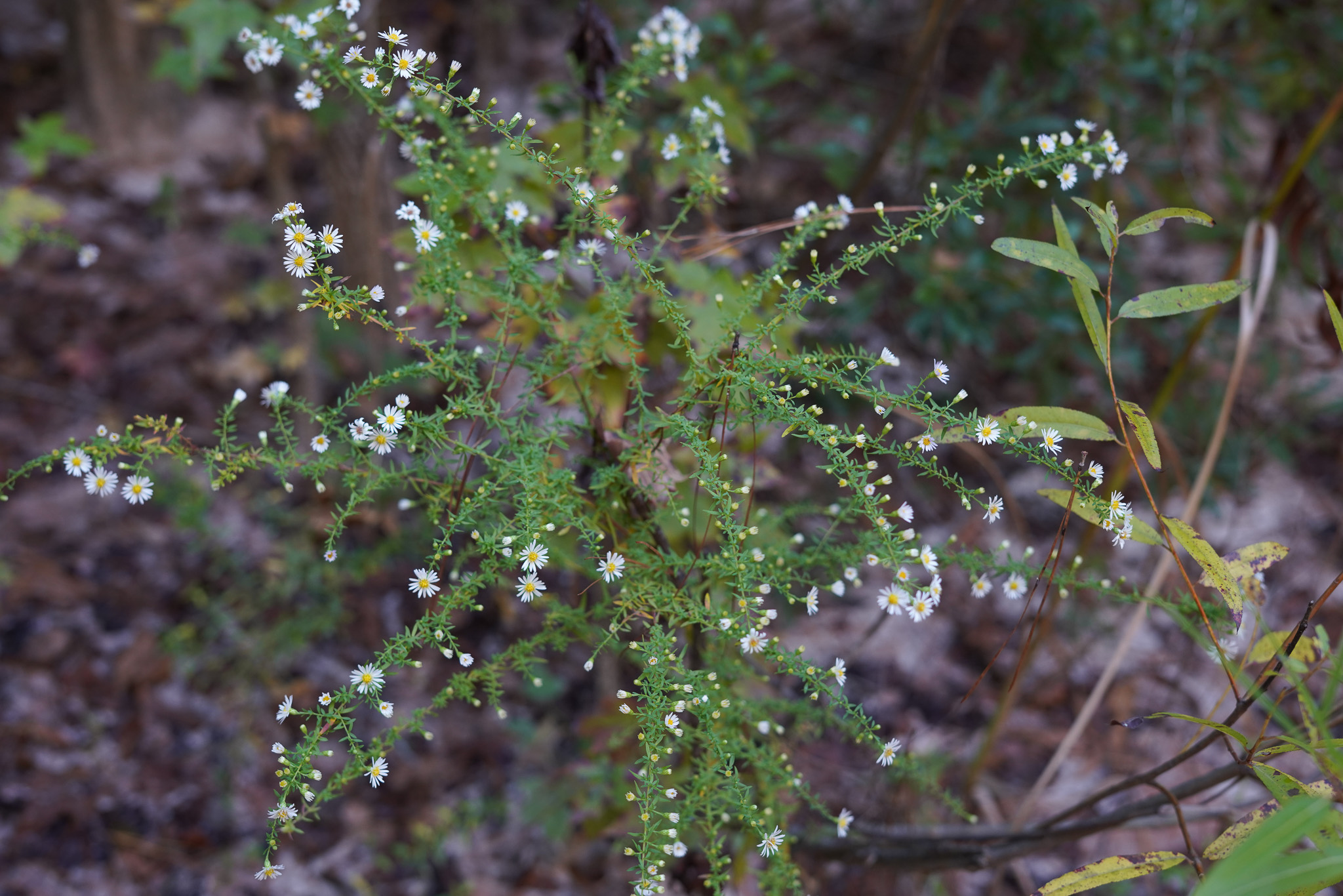 PC_White flower 1.jpg