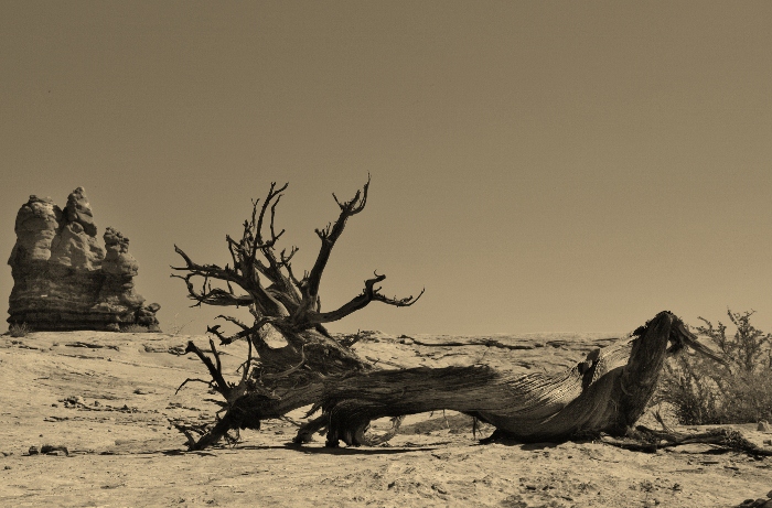 IMG_2509 (2)(700x461).jpg