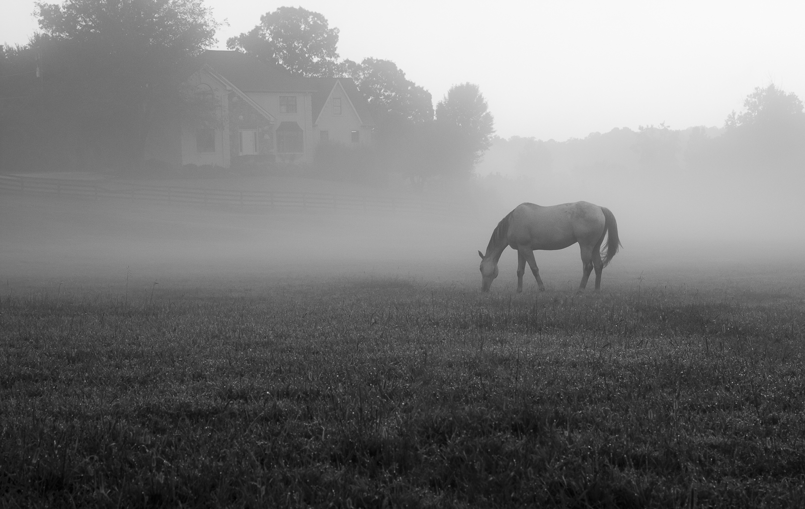 A horse in morning mist.jpg