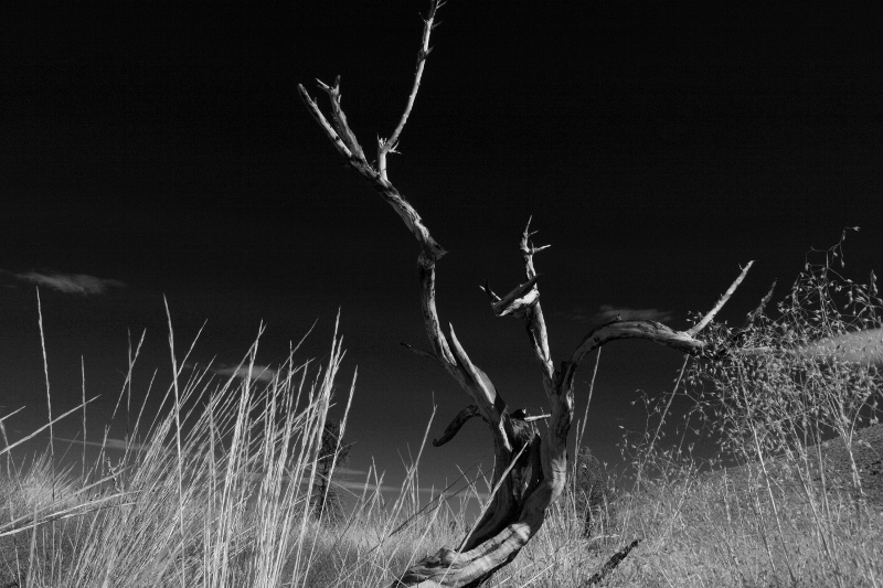 IMG_3697 (2)(800x533).jpg