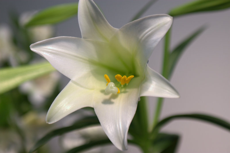 IMG_9717-001.jpg : 꽃