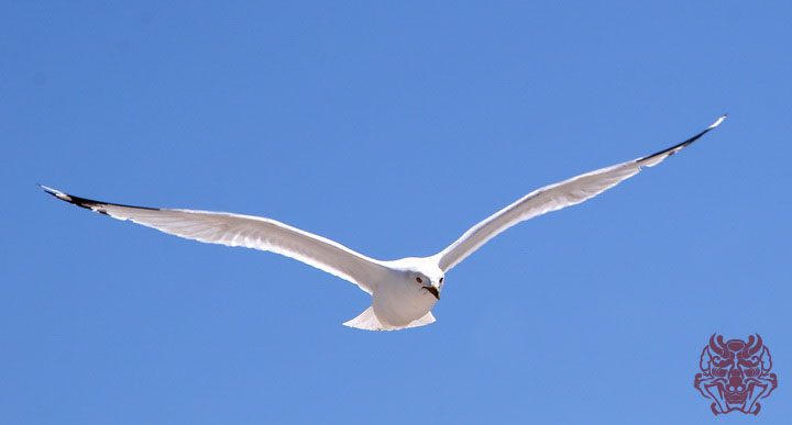 img_5003_max1kim.jpg : 비행