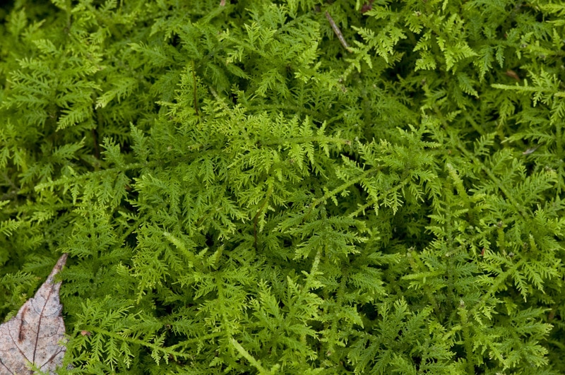 fernmoss.jpg